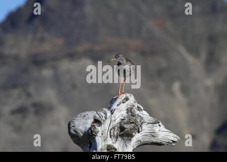 Rotschenkel (Tringa Totanus), thront auf Baumstumpf, Hellnar, Snæfellsnes, Island Stockfoto