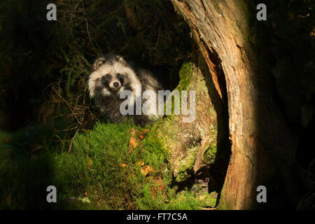 Marderhund (Nyctereutes procyonoides) im natürlichen Scheinwerferlicht, heimlich in einem dunklen Waldbock Stockfoto
