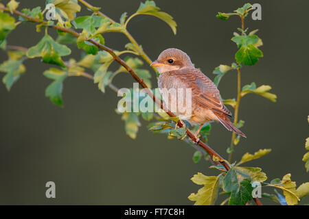 Red backed Shrike / Neuntoeter (Lanius Collurio), junger Vogel, junge, im besten Licht, thront auf grünen Büschen, Hecken. Stockfoto