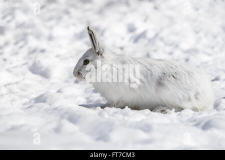Weißes Schneeschuhhare Nahaufnahme Porträt im Winter Stockfoto
