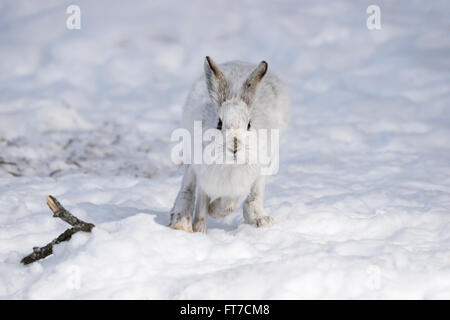 Weißen Schneeschuh-Hasen im Winter Stockfoto