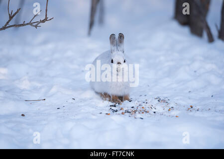 Weißen Schneeschuh-Hasen im Winter Stockfoto