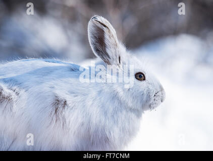 Weißen Schneeschuh-Hasen im Winter Stockfoto