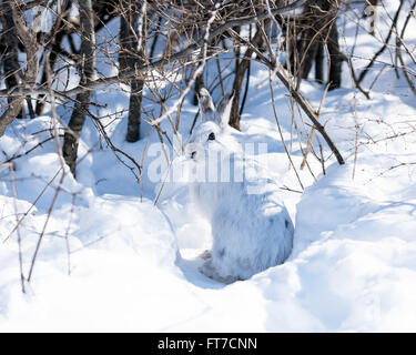 Weißen Schneeschuh-Hasen im Winter Stockfoto