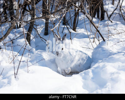 Weißen Schneeschuh-Hasen im Winter Stockfoto