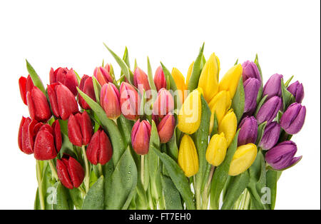 Frische Tulpen auf weißem Hintergrund. Frühlingsblumen mit Wassertropfen Stockfoto