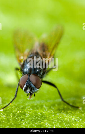 Stubenfliege auf einem Blatt. Stockfoto