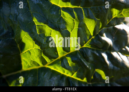 Die tiefen gekräuselte Blätter der Pflanze Rhabarber Leuchten in der Sonne und Hintergrundbeleuchtung zeigen die Adern des Blattes. Stockfoto