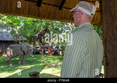 Afrika, Sambia, South Luangwa Nationalpark. Elefant im Inneren des Lagers im preisgekrönten Mfuwe Lodge. -Modell veröffentlicht. Stockfoto