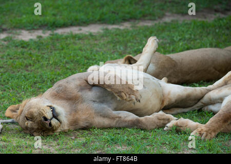 Afrika, Sambia, South Luangwa National Park, Mfuwe. Fett Löwin (WILD: Panthera Leo) auf dem Rücken nach einer großen Mahlzeit. Stockfoto