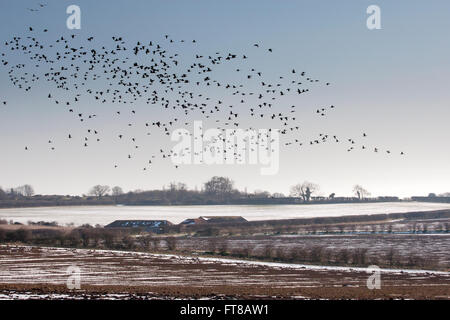 Pinkfoot Gänse kommen in ernähren sich von Schnee bedeckt Ackerland, North Norfolk Stockfoto