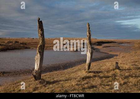 Dornweiler Sümpfe West Norfolk Stockfoto