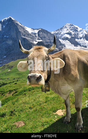 Porträt von Alpine braune Kuh (Bos Taurus) mit Kuhglocke in Alp, Alpen, Schweiz Stockfoto