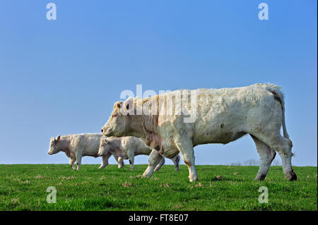 Charolais-Kühe (Bos Taurus), Rasse der Taurin Rinder aus der Charolais Umgebung Charolles, Burgund, Frankreich Stockfoto