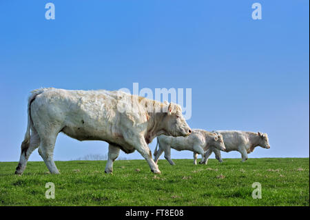 Charolais-Kühe (Bos Taurus), Rasse der Taurin Rinder aus der Charolais Umgebung Charolles, Burgund, Frankreich Stockfoto