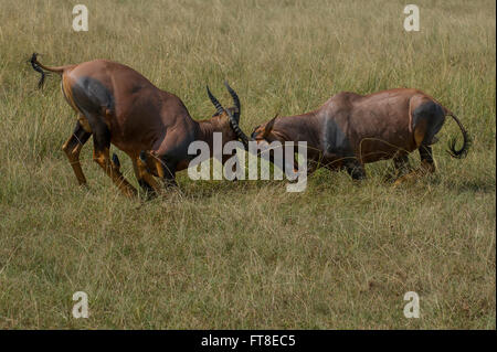 Topi, Leierantilope, Cub, gemeinsame Kudus, Damaliscus Lunatus, 2 Rüden kämpfen, Stockfoto