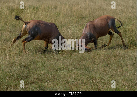 Topi, Leierantilope, Cub, gemeinsame Kudus, Damaliscus Lunatus, 2 Rüden kämpfen, Stockfoto