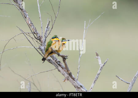 Kleine Biene-Esser, Bienenfresser, Merops percivali, Vogel, Vogel, Stockfoto