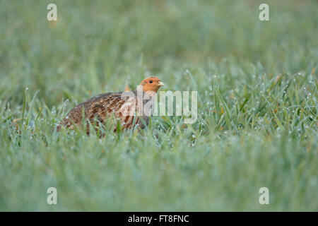 Aufmerksame Grey Partridge / Rebhuhn (Perdix Perdix) schleicht sich durch ein grünes Feld bedeckt mit Tautropfen. Stockfoto