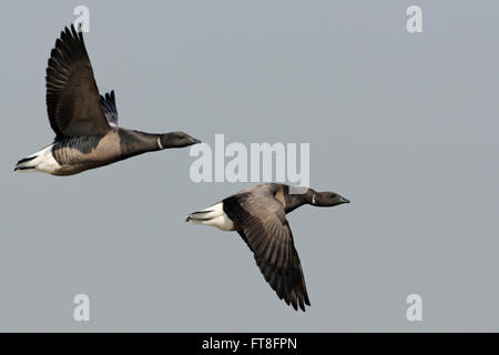 Ringelgänse / Ringelgaense (Branta Bernicla) zwei Erwachsenen während des Fluges gegenüber Flügel Haltung. Stockfoto