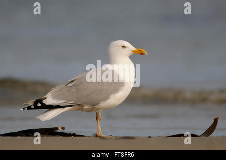 Europäische Heringsmöwe (Larus argentatus), riesiger Erwachsener, direkt an der Küste stehend, Seitenansicht, Profil, Tierwelt, Europa. Stockfoto