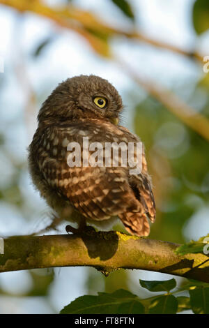 Kleine Eule / Steinkauz (Athene Noctua), Jungvogel, thront auf einem Ast eines Baumes Laubbaumarten im schönen Morgenlicht. Stockfoto