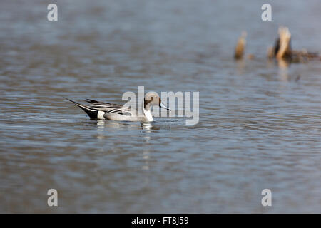 Nördliche Pintail (Anas Acuta). Russland, Moskau, Timirjazevsky Park. Stockfoto