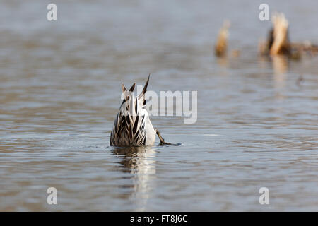 Nördliche Pintail (Anas Acuta). Russland, Moskau, Timirjazevsky Park. Stockfoto