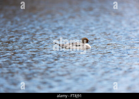 Nördliche Pintail (Anas Acuta). Russland, Moskau, Timirjazevsky Park. Stockfoto