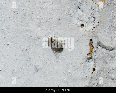 Hoverfly sitzt auf einer weißen Wand. Dipteren Insekten Bestäuber Pflanzen. Stockfoto