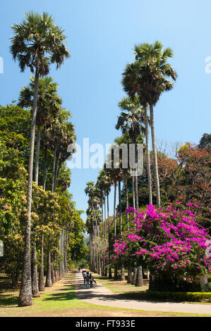 Allee der Palmen in Peradeniya Royal Botanical Gardens, Sri Lanka Stockfoto