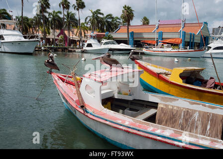 Pelikane auf einem kleinen Boot am Hafen von Oranjestad, Aruba, Karibik Stockfoto