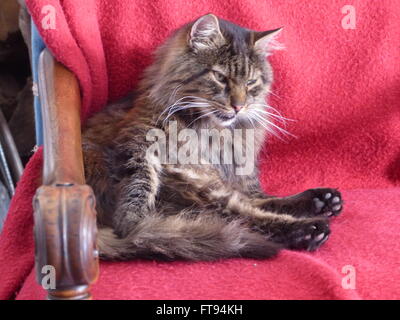 Norwegische Waldkatzen Katze Rest auf Stuhl Stockfoto