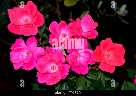 Rose-lateinische Name Rosa Knock Out Stockfoto