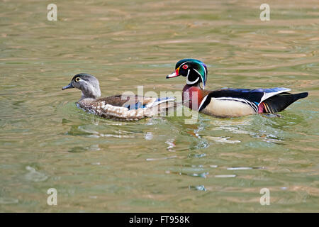 Paar Holz Enten männlich und weiblich Stockfoto