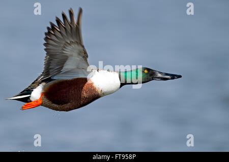 Männliche nördlichen Löffelenten im Flug Stockfoto