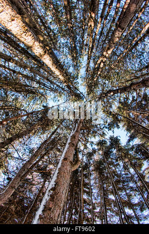 Fisheye Blick auf Pine Baumkronen nur nach einem Wintersturm Stockfoto