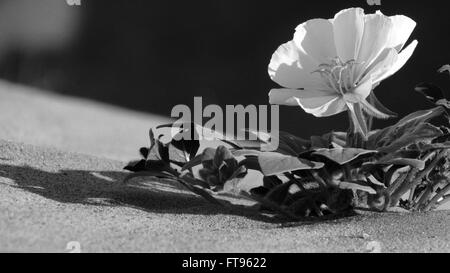 Exquisite wüste Nachtkerze schwarze und weiße Blume wendet sich das Licht auf einer Düne in Schwarz und Weiß Stockfoto