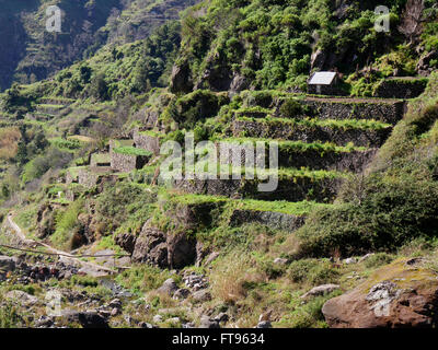 Terrassen für den Anbau von Nutzpflanzen, Südküste Madeira, März 2016 Stockfoto