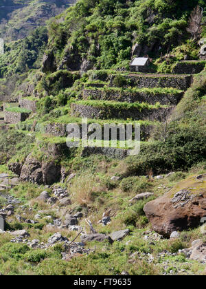 Terrassen für den Anbau von Nutzpflanzen, Südküste Madeira, März 2016 Stockfoto