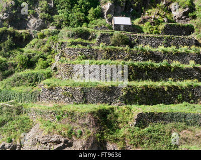 Terrassen für den Anbau von Nutzpflanzen, Südküste Madeira, März 2016 Stockfoto