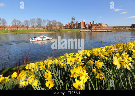 Eine Schneise der gelben Narzissen neben der Themse in Hampton Court, in der warmen Frühlingssonne auf guten Freitag Morgen. Bildnachweis: Julia Gavin UK/Alamy Live-Nachrichten. Hampton Court, London, UK. 25. März 2016. Stockfoto