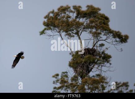 South Bay, Florida, USA. 25. März 2016. Weißkopf-Seeadler Kreisen ein Nest südlich von Lake Okeechobee in der Nähe von US-27. Palm Beach County hat soviele 22 aktive Adlerhorste nach ein Adler Nest-Locator-Web-Site von der Florida Fish and Wildlife Conservation Commission. Weißkopf-Seeadler sind ein gelungenes Beispiel, das Schutz unter den Endangered Species Act arbeitet. Weißkopf-Seeadler wurden aus der Liste bedrohter Arten im August 2007 entfernt, weil ihre Bevölkerung ausreichend erholt. Mit mehr als 1.400 Brutpaare hat eines der größten Bevölkerung der Weißkopf-Seeadler Florida in den Vereinigten Staaten, excludin Stockfoto