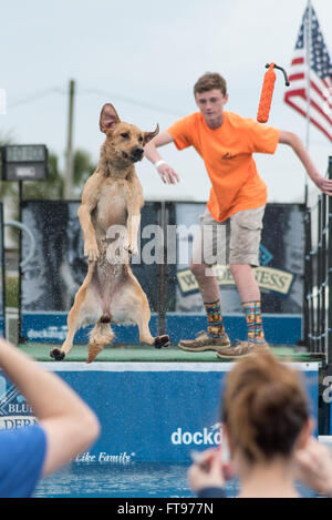 Fernandina Beach, FL, USA. 25. März 2016. Hunde in den USA konkurrieren in der Big Air Contest während der Florida International Dog Surfing Weltmeisterschaft am Main Beach auf Amelia Island, USA. Bildnachweis: David Tag/Alamy Live-Nachrichten. Stockfoto