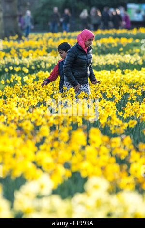 London, UK. 25. März 2016. UK-Wetter: Narzissen Frühlingsblumen im St. James Park gesehen am Nachmittag Sonnenschein Credit: Guy Corbishley/Alamy Live News Stockfoto