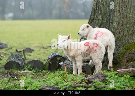 Somerset, UK. 26. März 2016. Karsamstag in Somerset, England, sah Starkregen.  Dieser junge Lämmer Schutz unter einem Baum auf Ackerland in der Nähe von Bath, Somerset, UK Credit: Ian Redding/Alamy Live News Stockfoto