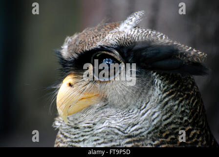 Malaiische Uhu (Bubo Sumatranus) Stockfoto