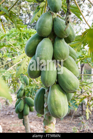 Reichlich Papayas an den Bäumen. Große grüne Papayas Reifen auf dem Stamm einer Papaya-Struktur in eine Reihe von Bäumen in einem jungen Obstgarten Stockfoto