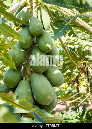 Beladen mit Papaya-Früchten. Große grüne Papaya hängen vom Stamm einen Papayabaum, wie sie in einem jungen Papaya Obstgarten Reifen Stockfoto