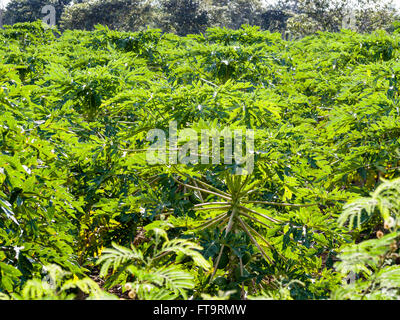 Papaya Grove. Eine große Plantage von Papaya-Bäumen von oben. San Francisco Yoactun, Tizimín, Yucatán, Mexiko Stockfoto